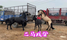 马和马交配视频,一场自然交配的温馨瞬间